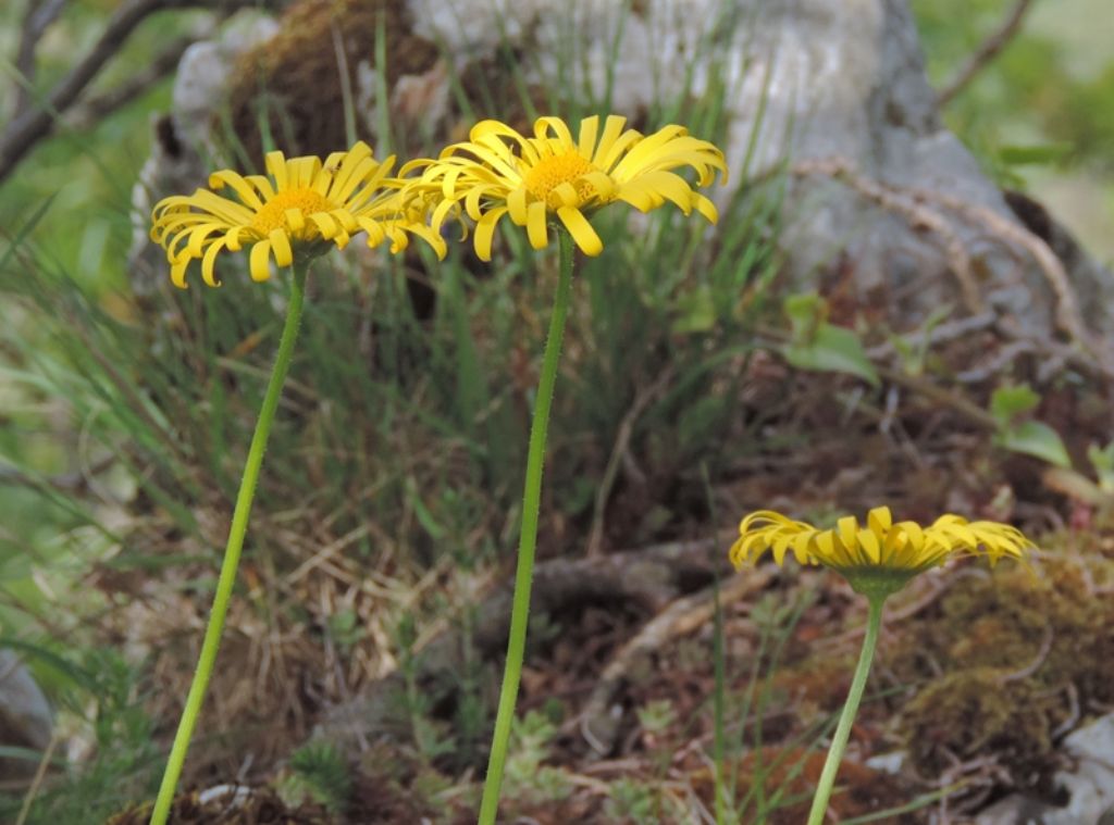 fiore molto alto - Doronicum sp.